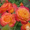 Garden Delight™ -Lovely Rose Shop garden delight 1 1