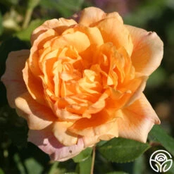 Garden Sun™ -Lovely Rose Shop garden sun logo 02