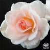 Garden Time™ -Lovely Rose Shop garden time 1 2