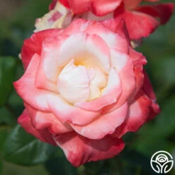 Gemini® -Lovely Rose Shop gemini 4 1