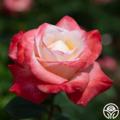 Gemini® -Lovely Rose Shop gemini 5 1