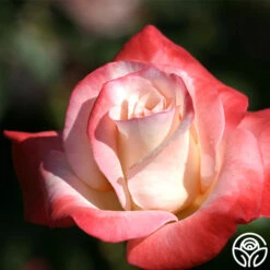 Gemini® -Lovely Rose Shop gemini 6 2