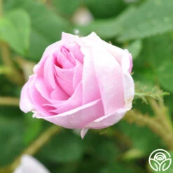 General Kleber 11 General Kleber -Lovely Rose Shop general kleber 11