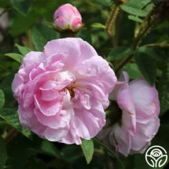 General Kleber 13 General Kleber -Lovely Rose Shop general kleber 1 1 1