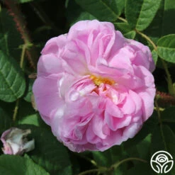 General Kleber 12 General Kleber -Lovely Rose Shop general kleber 2 5