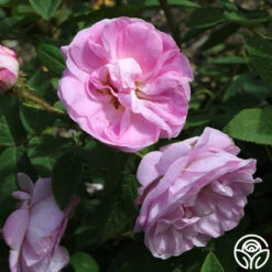 General Kleber 10 General Kleber -Lovely Rose Shop general kleber 4