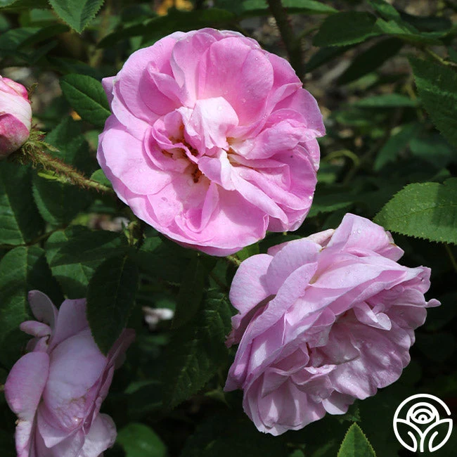 General Kleber 5 General Kleber - Image 3