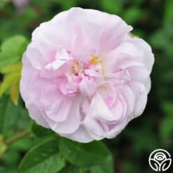 General Kleber 9 General Kleber -Lovely Rose Shop general kleber 5