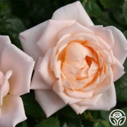 Generosity™ 12 Generosity™ -Lovely Rose Shop generosity 3