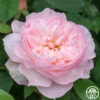 Gentle Hermione® -Lovely Rose Shop gentle hermione logo 04