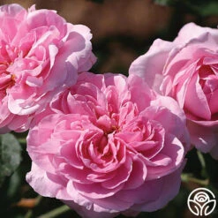 Gertrude Jekyll® -Lovely Rose Shop gertrude jekyll logo 02