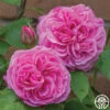 Gertrude Jekyll® 2 Gertrude Jekyll® -Lovely Rose Shop gertrude jekyll logo 03