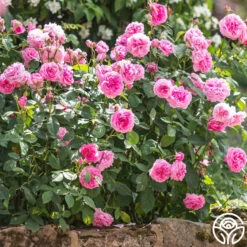 Gertrude Jekyll® -Lovely Rose Shop gertrude jekyll logo 04