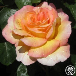 Glowing Peace™ -Lovely Rose Shop glowing peace 11
