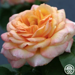 Glowing Peace™ -Lovely Rose Shop glowing peace 1 8