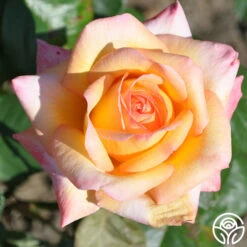 Glowing Peace™ -Lovely Rose Shop glowing peace 2 8