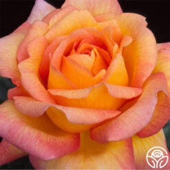 Glowing Peace™ -Lovely Rose Shop glowing peace 3 8