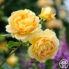 Golden Celebration® -Lovely Rose Shop golden celebration 1 1 1