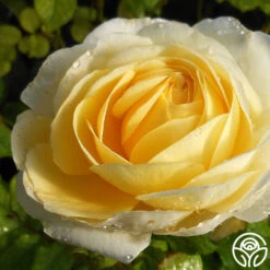 Golden Globe™ 5 Golden Globe™ -Lovely Rose Shop golden globe 2 1 1