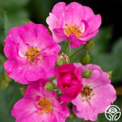 Grape Jelly™ -Lovely Rose Shop grape jelly 2 1