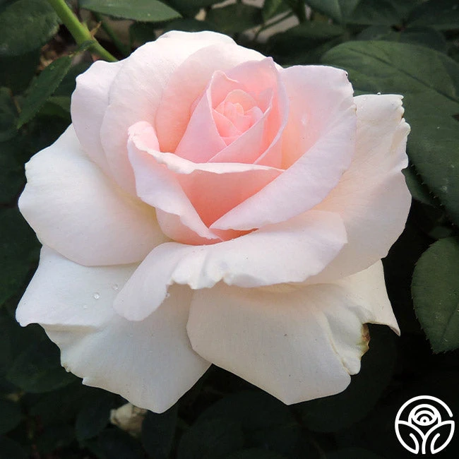 Great Century 5 Great Century - Image 3