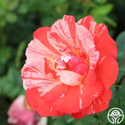 Grimaldi ® -Lovely Rose Shop grimaldi 1 2