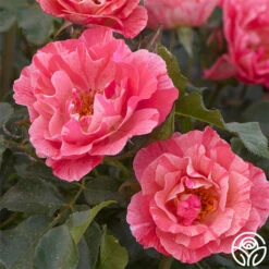 Grimaldi ® -Lovely Rose Shop grimaldi 3 2