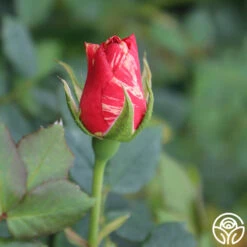 Grimaldi ® -Lovely Rose Shop grimaldi 5 2