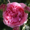 Guy De Maupassant® -Lovely Rose Shop guy de maupassant