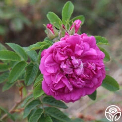 Hansa -Lovely Rose Shop hansa 14