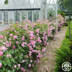 Harlow Carr™ -Lovely Rose Shop harlow carr 6 1