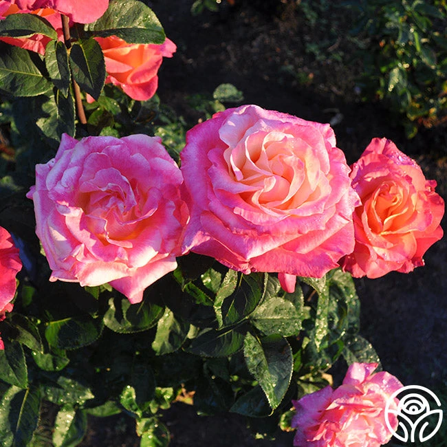 Heart O' Gold™ 8 Heart O' Gold™ - Image 6