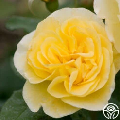 Heirloom Roses -Lovely Rose Shop high voltage 1