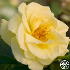 High Voltage -Lovely Rose Shop high voltage 3