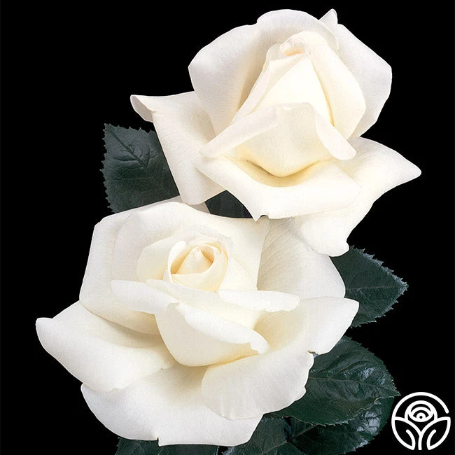 Home And Family™ 3 Home And Family™