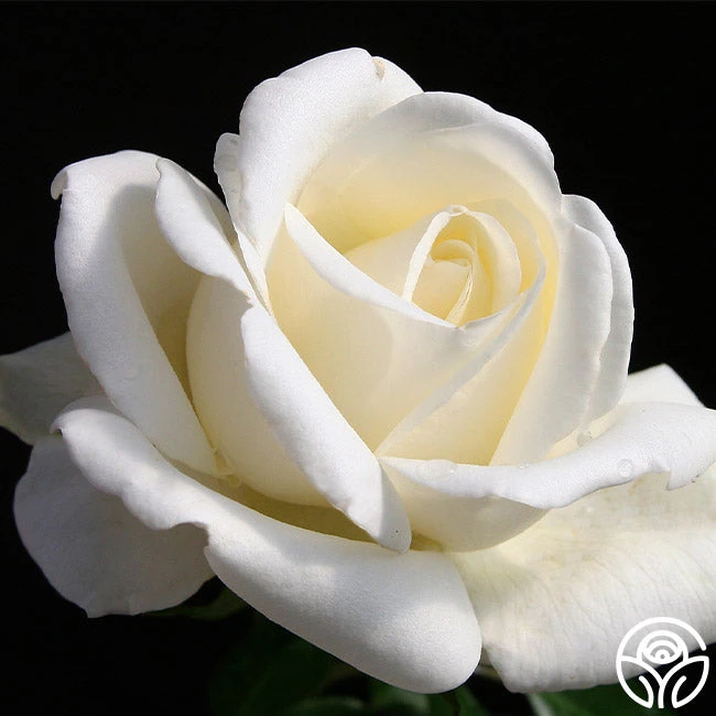 Home And Family™ 4 Home And Family™ - Image 2