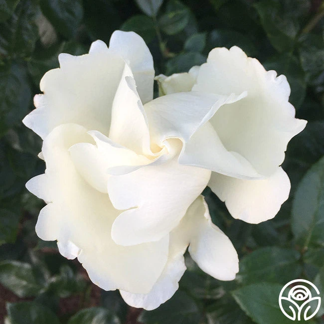 Home And Family™ 6 Home And Family™ - Image 4