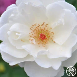 Home And Family™ 8 Home And Family™ -Lovely Rose Shop home and family 4