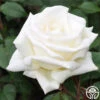 Honor™ -Lovely Rose Shop honor 1 8