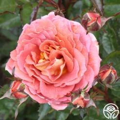 Iris Webb -Lovely Rose Shop iris webb 1 1 1