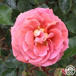 Iris Webb -Lovely Rose Shop iris webb 3