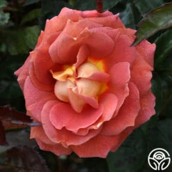 Iris Webb -Lovely Rose Shop iris webb 4