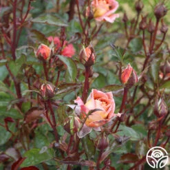 Iris Webb -Lovely Rose Shop iris webb 5