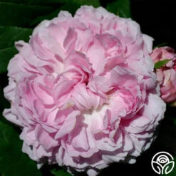 Jacques Cartier -Lovely Rose Shop jacques cartier 1