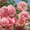 Arborose® Jasmina -Lovely Rose Shop jasmina 1