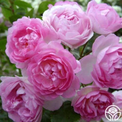Arborose® Jasmina -Lovely Rose Shop jasmina 3