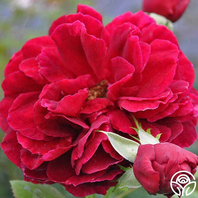 Jean Rex 4 Jean Rex - Image 2