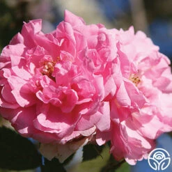 John Davis -Lovely Rose Shop john davis logo 01