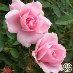 John Davis -Lovely Rose Shop john davis logo 03