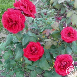 John S. Armstrong® -Lovely Rose Shop john s. armstrong 1